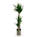 Green boutiQ - Zimmerpflanze - Yucca elephantipes - Yucca - Pflegeleicht - Grün - 1 - Topf 27cm - Höhe 170cm Bild 2