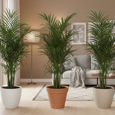 3er Set Kanarische Dattelpalme Phoenix Canariensis, 80 cm