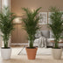 3er Set Kanarische Dattelpalme Phoenix Canariensis, 80 cm Bild 2