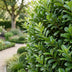 Green boutiQ - 16x Prunus laur. Rotundifolia - Lorbeer-Kirsche - Heckenpflanzen - Immergrün - Grün - Topf 9cm - Höhe 25-35cm Bild 12