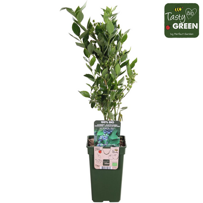 Bio-Heidelbeere 'Reka' – Topf Ø13cm, Höhe 45cm