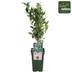 Bio-Heidelbeere 'Reka' – Topf Ø13cm, Höhe 45cm Bild 2