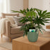 Fatsia Japonica Spiderweb im 19cm Topf, 60cm hoch – Elegante Panaschierung Bild 3