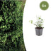 6x Euonymus fortunei 'Coloratus' - Bodendecker, 10-25cm Bild 1