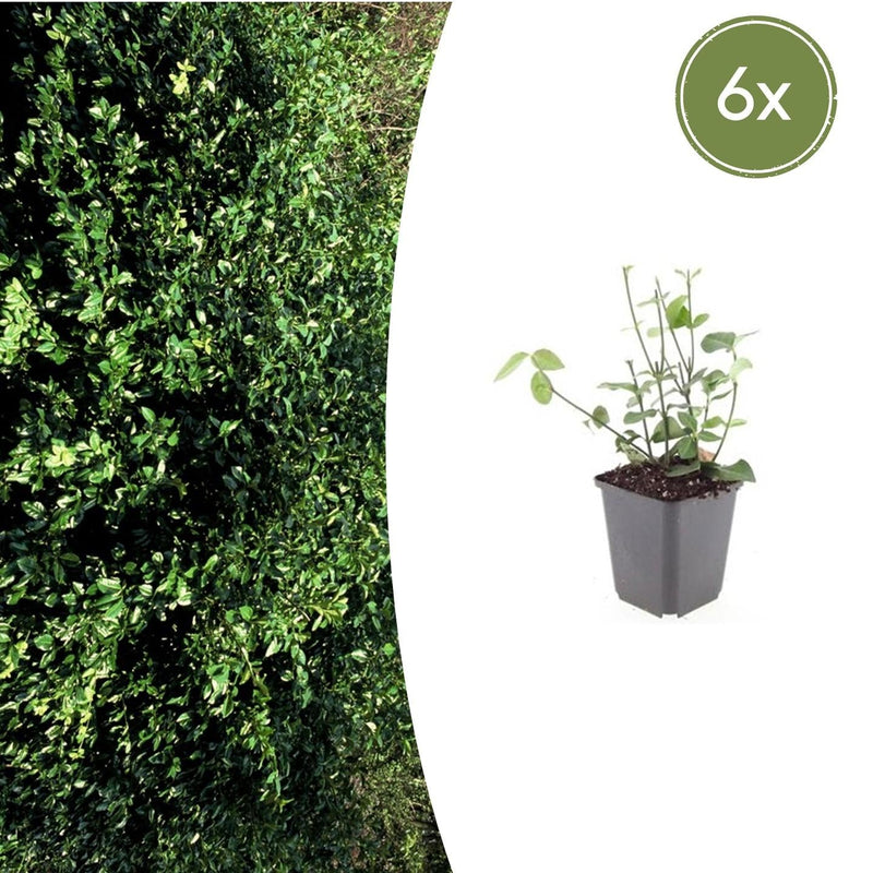 6x Euonymus fortunei 'Coloratus' - Bodendecker, 10-25cm