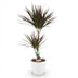 Dracaena Magenta Zimmerpflanze - pflegeleicht, 90-100cm, mit weißem Topf Bild 2