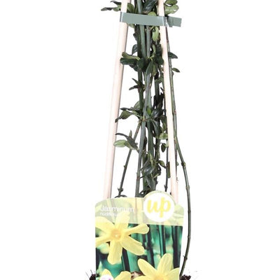 Winterjasmin (Jasminum nudiflorum) - 65cm, Ø15