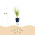 Green boutiQ - Gräser - Calamagrostis Karl Foerster - Schilfrohr - Mit Blüte - Grün - 12 Pflanzen - Topf 11cm - Höhe 15-25cm Bild 3