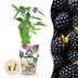 Dornenlose Brombeere 'Thornfree' - 3 Pflanzen für Garten & Balkon Bild 1