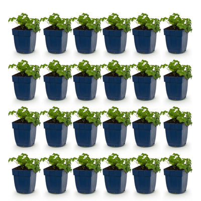 Green boutiQ - Perennials - Geranium macr. Czakor - Cranesbill - Groundcover - Purple-Pink - 24 Plants - Pot 11cm - Height 15-25cm