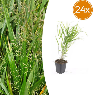 24x Japanisches Waldgras (Hakonechloa macra) - 10-25cm Topfgröße Ø9cm