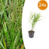 24x Japanisches Waldgras (Hakonechloa macra) - 10-25cm Topfgröße Ø9cm Bild 1
