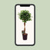 Ficus Moclame Zimmerpflanze Ø23cm, Höhe 110cm Bild 5