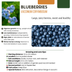 3 BIO Heidelbeerpflanzen (Vaccinium corymbosum) – Ø 13cm, 20cm Bild 4