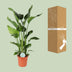 Strelitzia Nicolai (Giant White Bird of Paradise) - Ø24cm, 110cm high Bild 4