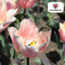 Tulpenzwiebeln Apricot Delight – 20 Stück | KH Bloembollen® | Rosa-Apricot-Tulpe – Sanft & Frisch – Geschenk für Garten oder Topf – Größe 11/12 – Frisch vom Züchter! Bild 4