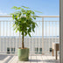 Pachira Aquatica Money Tree, 140cm, Ø30cm pot, elho Greenville Bild 2