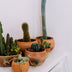 Culvita - Cactusgrond 5 liter - Blumenerde für Kakteen und Sukkelenten Bild 3