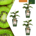 3 x Bio-Kiwipflanzen – Ø 13 cm – ↨ 20 cm Bild 5