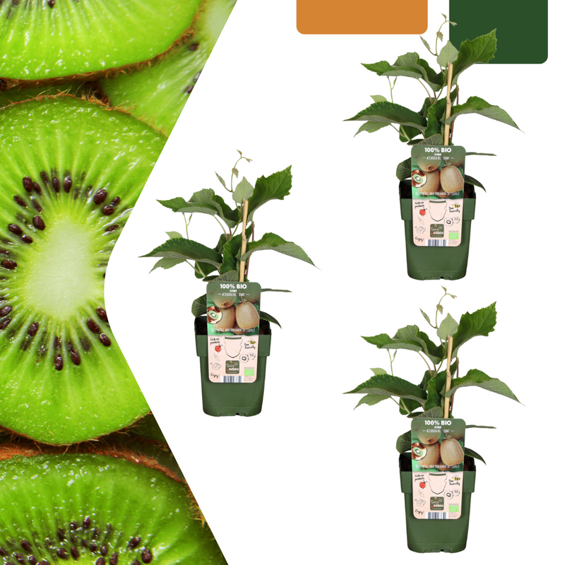 3x Bio Kiwi Pflanzen - selbstbestäubend, Ø 13cm