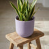 Elho Jazz Rund Topf D23cm Lavendel Flieder Matt Kunststoff Bild 5
