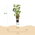Green boutiQ Fruit Plant Mix: 4 Hardy Berries for Your Garden Bild 4
