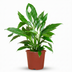 Mondblume (Spathiphyllum) - Weiße Eleganz, pflegeleicht, 70-80cm Bild 1