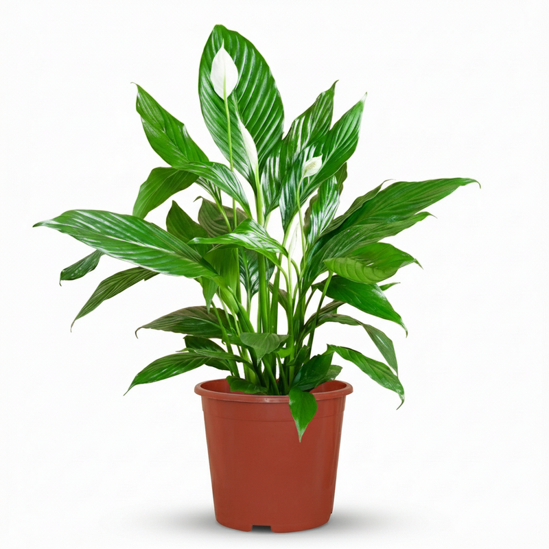 Mondblume (Spathiphyllum) - Weiße Eleganz, pflegeleicht, 70-80cm