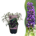 Green boutiQ - Garden Plant - Buddleja davidii Black Night - Butterfly Bush - Winter-hardy - Purple - 1 Plant - 17cm Pot - 45cm Height Bild 1