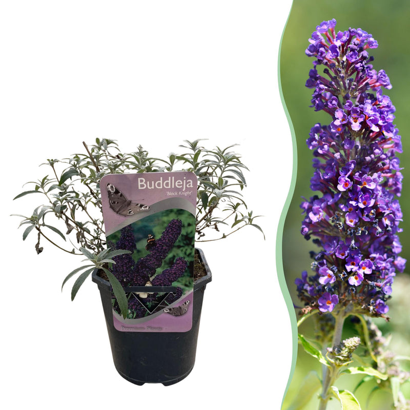 Green boutiQ - Garden Plant - Buddleja davidii Black Night - Butterfly Bush - Winter-hardy - Purple - 1 Plant - 17cm Pot - 45cm Height