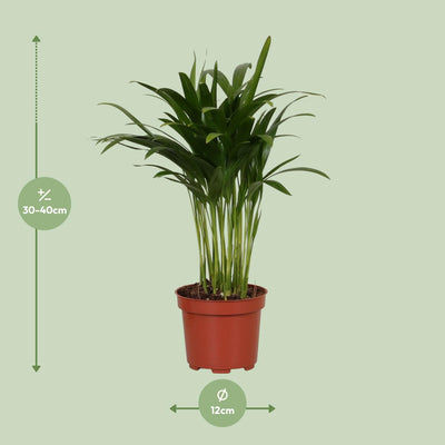 Areca Palme Ø12cm - Tropische Zimmerpflanze für Ihr Zuhause