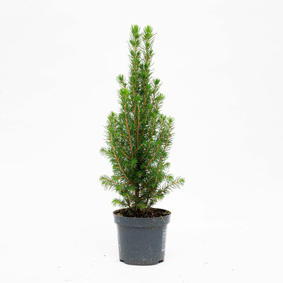 3x Mini-Weihnachtsbaum Christmas Tree - Picea Glauca Perfecta - 25-30 cm