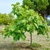 Ficus Carica Brown Turkey Feigenbaum auf Stamm - 90 cm, winterhart Bild 7