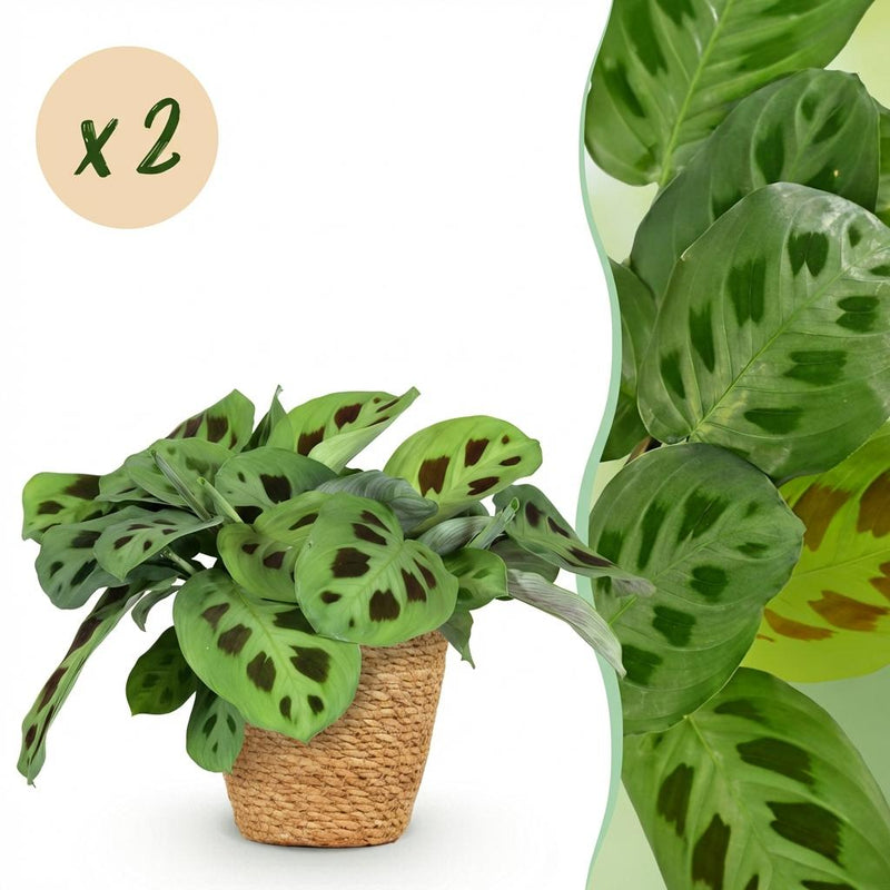 2x Maranta Fascinator Kerchoveana Zebrapflanze im Korb, Höhe 25cm