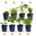 GreenboutiQ Perennial Package White: 24 Plants for 3m², Easy to Care For Bild 1
