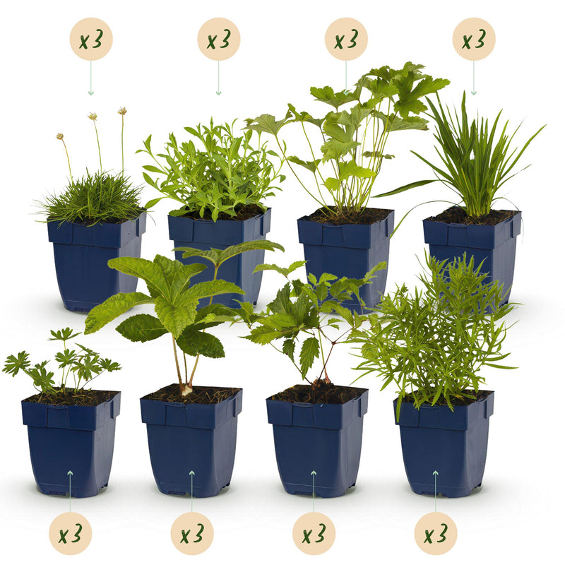 GreenboutiQ Perennial Package White: 24 Plants for 3m², Easy to Care For