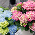 Hortensie 'Forever & Ever' Rosa - 2 Pflanzen im 23cm Topf Bild 7