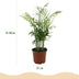 Green boutiQ Goldpalme (Chamaedorea elegans) - 4 Pflanzen, Topf 12cm Bild 3