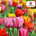 Tulpenzwiebel-Mix: 20 bunte Zwiebeln für Garten & Topf Bild 4