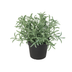 ARTIFICIAL Helichrysum italicum - 18cm Kunstpflanze Bild 1
