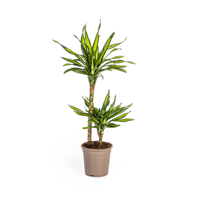 Dracaena Rikki (Ø19cm, 70-90cm): Elegante Grünpflanze für Ihr Zuhause