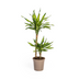 Dracaena Rikki (Ø19cm, 70-90cm): Elegante Grünpflanze für Ihr Zuhause Bild 1