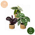 3x Baby Jungle Mix: Tropische Vielfalt Ø6cm, ↕10-15cm Bild 5