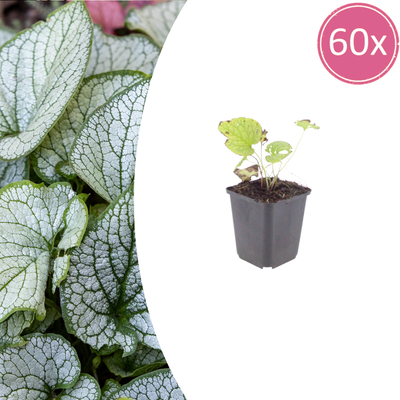 60x Brunnera 'Jack Frost' - 10-25cm - Ø9cm