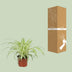 Spider Plant (Chlorophytum) in 12cm pot, 25cm high – Easy to care for Bild 4