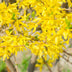 Forsythia 'Goldrauch' Strauch: Gelbe Blüte, pflegeleicht, 45cm Bild 4