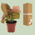 Syngonium Neon (Arrowhead Plant) - Ø12cm - H approx. 25cm Bild 4