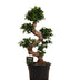 Ficus Microcarpa Ginseng 80cm – Eleganter Zen-Akzent für Ihr Zuhause Bild 1