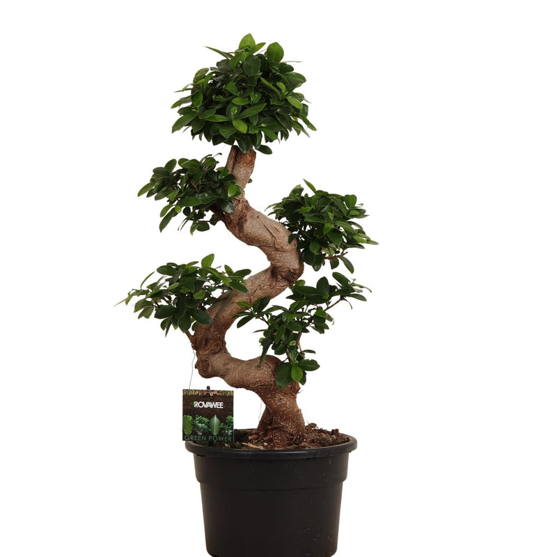 Ficus Microcarpa Ginseng 80cm – Eleganter Zen-Akzent für Ihr Zuhause