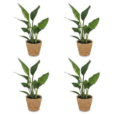 Green boutiQ - Strelitzia Reginea - Paradiesvogelblume - 4 Pflanzen - mit Seegraskorb - Topf 12cm - Höhe 35cm